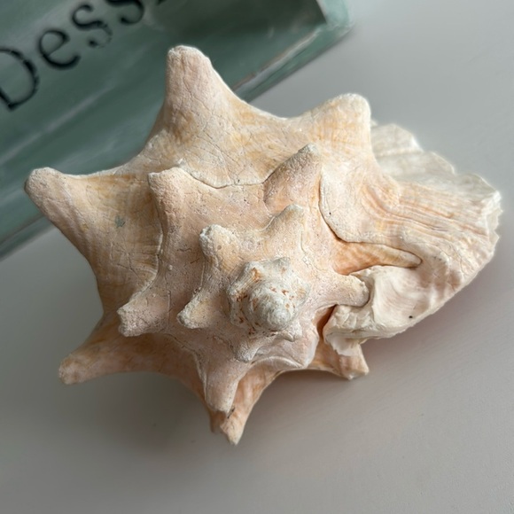 Queen Conch Shell Pink Interior Nautical Beach Decor Natural Sculpture - Picture 11 of 11